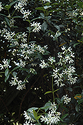 Confederate Star-Jasmine (Trachelospermum jasminoides) at Make It Green Garden Centre