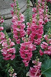 Liberty Classic Rose Pink Snapdragon (Antirrhinum majus 'Liberty Classic Rose Pink') at Make It Green Garden Centre