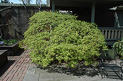 Waterfall Japanese Maple (Acer palmatum 'Waterfall') at Lurvey Garden Center