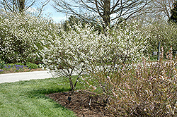 Carmine Jewel Cherry (Prunus 'Carmine Jewel') at Make It Green Garden Centre