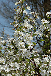 Carmine Jewel Cherry (tree form) (Prunus 'Carmine Jewel (tree form)') at Make It Green Garden Centre