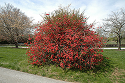 Texas Scarlet Flowering Quince (Chaenomeles speciosa 'Texas Scarlet') at Lurvey Garden Center