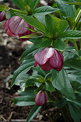 Red Lady Hellebore (Helleborus 'Red Lady') at Make It Green Garden Centre