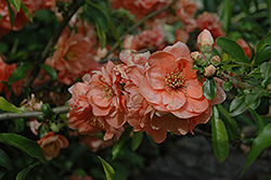Cameo Flowering Quince (Chaenomeles speciosa 'Cameo') at Lurvey Garden Center