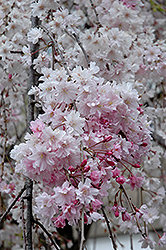 Double Pink Weeping Higan Cherry (Prunus subhirtella 'Pendula Plena Rosea') at Make It Green Garden Centre