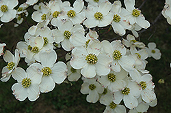 Cloud 9 Flowering Dogwood (Cornus florida 'Cloud 9') at Lurvey Garden Center