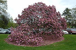 Betty Magnolia (Magnolia 'Betty') at Lurvey Garden Center