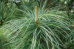 Morris Blue Korean Pine (Pinus koraiensis 'Morris Blue') at Make It Green Garden Centre