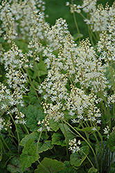 Brandywine Foamflower (Tiarella 'Brandywine') at Make It Green Garden Centre