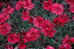 Eastern Star Pinks (Dianthus 'Red Dwarf') at Make It Green Garden Centre