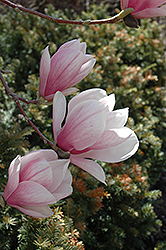 Saucer Magnolia (Magnolia x soulangeana) at Lurvey Garden Center