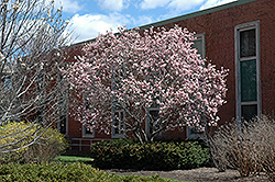 Saucer Magnolia (Magnolia x soulangeana) at Make It Green Garden Centre