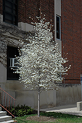 Spring Flurry Serviceberry (Amelanchier laevis 'JFS-Arb') at Lurvey Garden Center