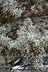 Spring Flurry Serviceberry (Amelanchier laevis 'JFS-Arb') at Make It Green Garden Centre
