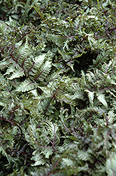 Applecourt Painted Fern (Athyrium nipponicum 'Applecourt') at Make It Green Garden Centre