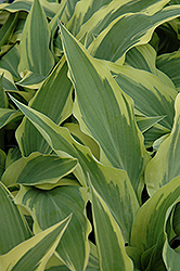 Lakeside Dragonfly Hosta (Hosta 'Lakeside Dragonfly') at Make It Green Garden Centre