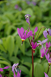 Aphrodite Shooting Star (Dodecatheon 'Aphrodite') at Make It Green Garden Centre