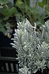 Silver Mist Lavender (Lavandula angustifolia 'Silver Mist') at Make It Green Garden Centre