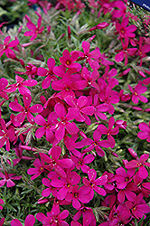 Crackerjack Moss Phlox (Phlox douglasii 'Crackerjack') at Make It Green Garden Centre