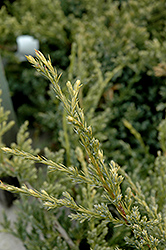 Dream Joy Juniper (Juniperus squamata 'Dream Joy') at Make It Green Garden Centre