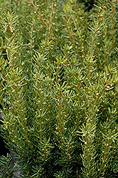 Fairview Yew (Taxus x media 'Fairview') at Make It Green Garden Centre