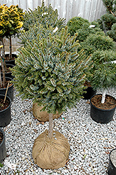 Dwarf Serbian Spruce (tree form) (Picea omorika 'Nana (tree form)') at Make It Green Garden Centre