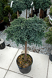 Blue Star Juniper (Juniperus squamata 'Blue Star (tree form)') at Make It Green Garden Centre