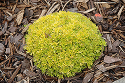 Cloth Of Gold Saxifrage (Saxifraga 'Cloth Of Gold') at Make It Green Garden Centre