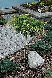 Daub's Frosted Juniper (tree form) (Juniperus x media 'Daub's Frosted (tree form)') at Make It Green Garden Centre