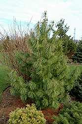 Jack Corbit Korean Pine (Pinus koraiensis 'Jack Corbit') at Make It Green Garden Centre