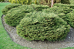 Creeping Norway Spruce (Picea abies 'Repens') at Make It Green Garden Centre