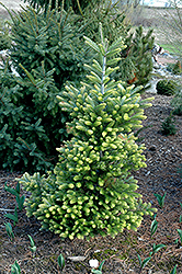 Golden Korean Fir (Abies koreana 'Aurea') at Lurvey Garden Center