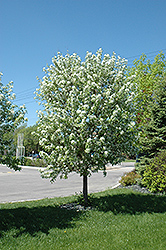 Spring Snow Flowering Crab (Malus 'Spring Snow') at Make It Green Garden Centre