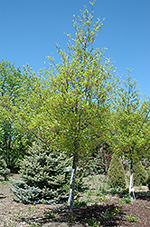 Shooting Star Northern Pin Oak (Quercus ellipsoidalis 'Shooting Star') at Make It Green Garden Centre