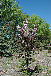 Thunder Bay Flowering Crab (Malus 'Thunder Bay') at Make It Green Garden Centre