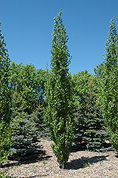 Parkland Pillar Japanese White Birch (Betula platyphylla 'Jefpark') at Lurvey Garden Center