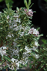 Lunar Eclipse Daphne (Daphne x burkwoodii 'Lunar Eclipse') at Make It Green Garden Centre