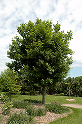 Sugar Maple (Acer saccharum) at Make It Green Garden Centre