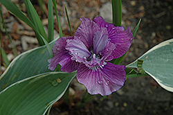 Lady Vanessa Siberian Iris (Iris sibirica 'Lady Vanessa') at Make It Green Garden Centre
