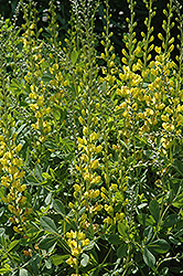 Solar Flare Prairieblues False Indigo (Baptisia 'Solar Flare') at Make It Green Garden Centre