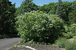 Wentworth Highbush Cranberry (Viburnum trilobum 'Wentworth') at Make It Green Garden Centre