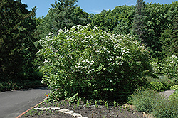 Wentworth Highbush Cranberry (Viburnum trilobum 'Wentworth') at Lurvey Garden Center