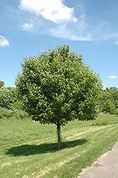 Northwood Red Maple (Acer rubrum 'Northwood') at Make It Green Garden Centre