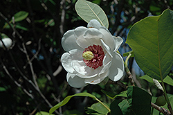 Oyama Magnolia (Magnolia sieboldii) at Make It Green Garden Centre