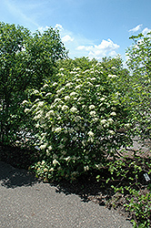 Witherod Viburnum (Viburnum cassinoides) at Make It Green Garden Centre