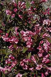 Samba Weigela (Weigela florida 'Samba') at Make It Green Garden Centre