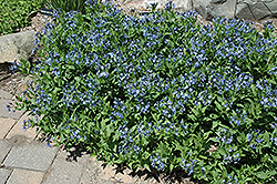 Blue Ice Star Flower (Amsonia tabernaemontana 'Blue Ice') at Lurvey Garden Center