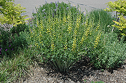 Solar Flare Prairieblues False Indigo (Baptisia 'Solar Flare') at Lurvey Garden Center