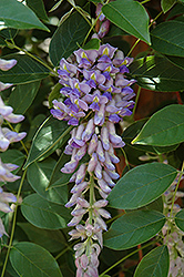 Summer Cascade Wisteria (Wisteria macrostachya 'Betty Matthews') at Make It Green Garden Centre