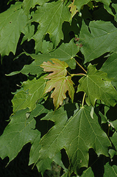Apollo Sugar Maple (Acer saccharum 'Barrett Cole') at Lurvey Garden Center